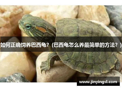 如何正确饲养巴西龟？(巴西龟怎么养最简单的方法？)