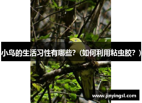 小鸟的生活习性有哪些？(如何利用粘虫胶？)