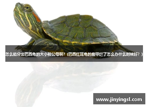 怎么能分出巴西龟的大小和公母啊？(巴西红耳龟的腹甲烂了怎么办什么时候好？)